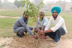1_Plantation-1