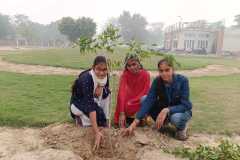 Plantation-3